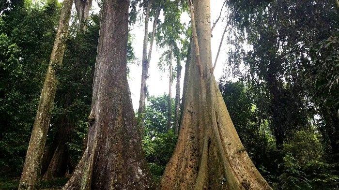 Kisah Unik Pohon Kenari Yang Dipercaya Mampu Memudahkan Jodoh Anda