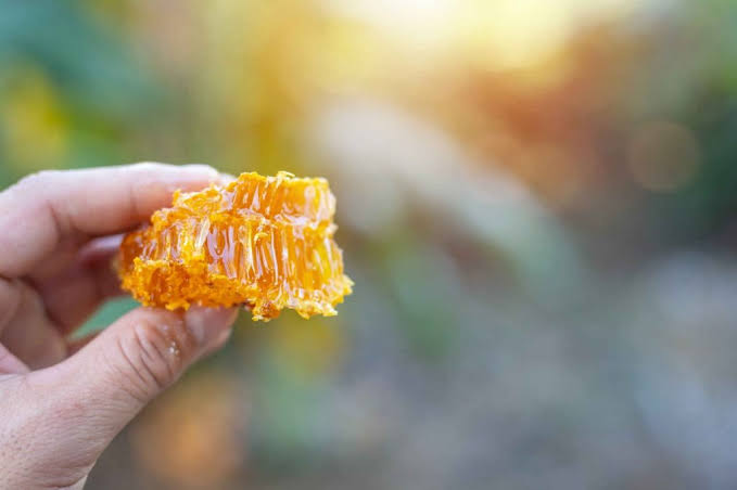 Madu Hutan Untuk Suplemen Kesehatan