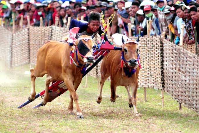Karapan Sapi, Pesta Perayaan Masyarakat Dari Jawa Timur
