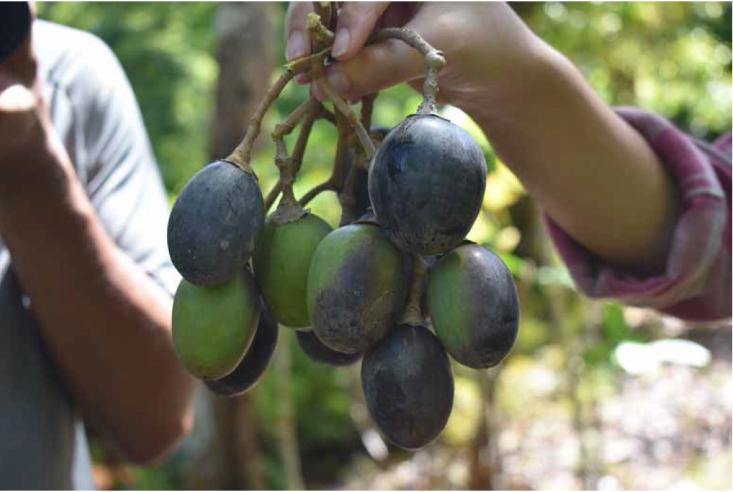 Sebuah Cerita Pendek Tentang Kenari Dan Pulau Makian