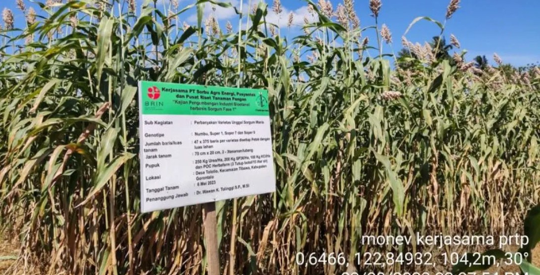 Sorgum Manis Berpotensi Jadi Sumber Gula Alternatif di Indonesia