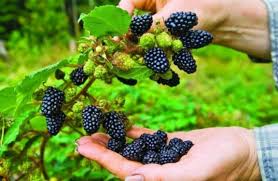 Bukan Gadget, Berikut Manfaat Kesehatan Blackberry