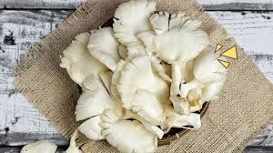 Berbagai Varian Jamur Yang Dapat Anda Temukan Di Indonesia