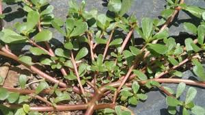 Krokot, Tanaman Berkhasiat Penuh Manfaat