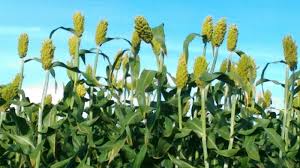 Kemajuan Sorgum Di Kabupaten Wonogiri