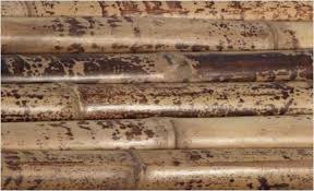 Inilah Dia Bambu-Bambu Yang Tumbuh Di Indonesia