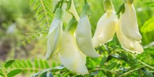 Manfaat Kesehatan Tanaman Hias Turi