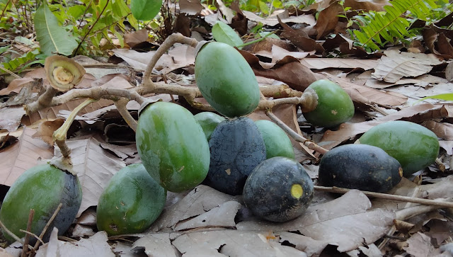 Makanan-Makanan Yang Sangat Cocok Dimasak Dengan Kacang Kenari