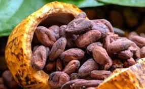 Kabupaten Gunungkidul Hasilkan Kakao Terbesar Di Yogyakarta