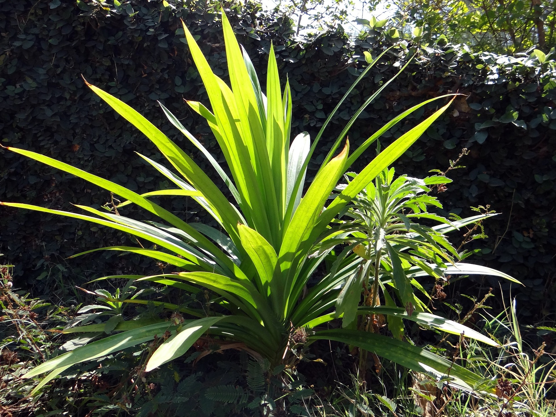 Inilah Dia Manfaat-Manfaat Daun Pandan