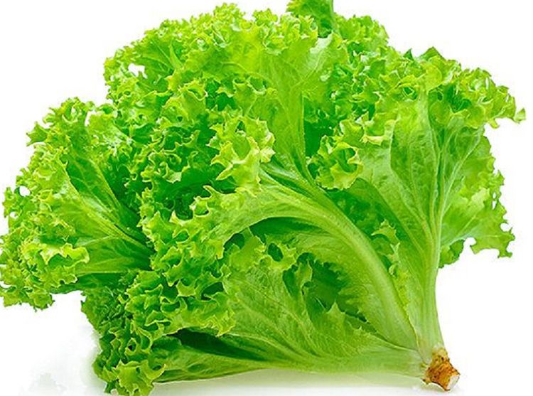 Tidak Hanya Sebagai Hiasan Makanan, Berikut Manfaat Daun Selada Hijau