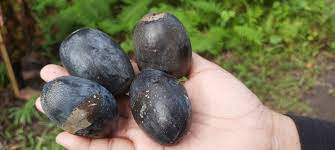 Kacang Kenari Pulau Makian Tembus Pasar Finlandia & Italia, Sebuah Bukti Nyata Kualitas Hasil Bumi Indonesia