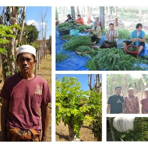 Daun Kelor Dalam Berbagai Tradisi & Kepercayaan
