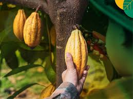 Sejarah Kakao dan Cokelat: Dari Amerika Selatan ke Indonesia