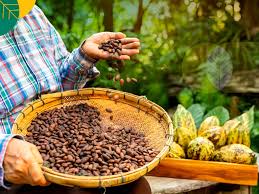 Budi Daya Kakao Jadi Solusi Pengentasan Kemiskinan di Sulawesi Barat