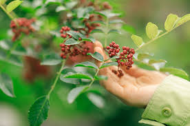 Pekan Kebudayaan Aceh Hadirkan Andaliman