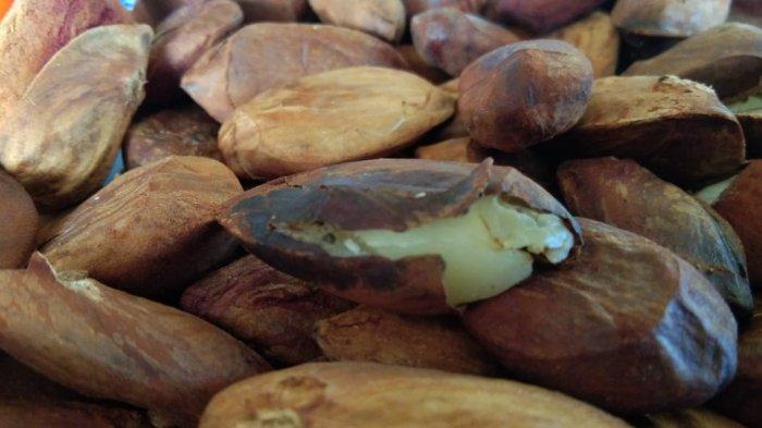 Cara Melakukan Budidaya Pohon Kenari