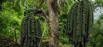 Aren: Pohon Kehidupan dengan Potensi Besar untuk Masa Depan Berkelanjutan