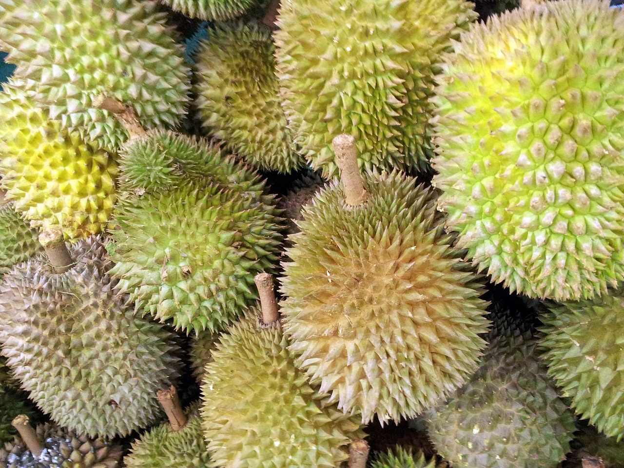 Cicipi Durian Bawor Yang Fenomenal
