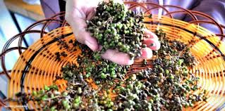 Tanaman Dengan Rasa Pedas Selain Cabai