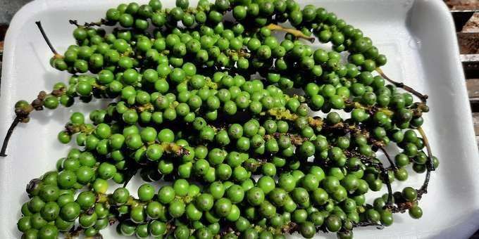 Harga Andaliman Samai Harga Cabai Biasa