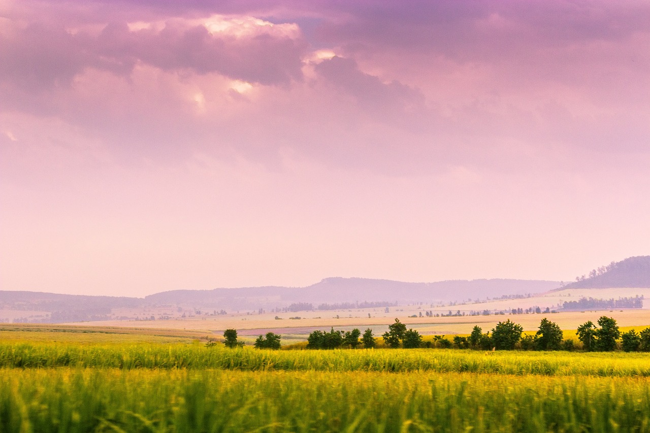 Beras dan Sorgum: Perbandingan Kandungan Lemak dan Manfaat Kesehatan